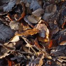 Feuilles au sol